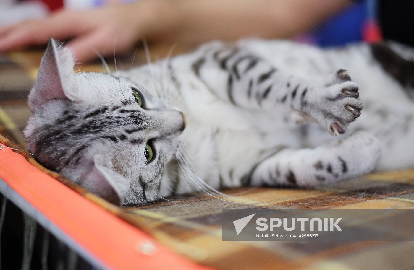 Cat exhibition Grand Prix Royal Canin in Moscow