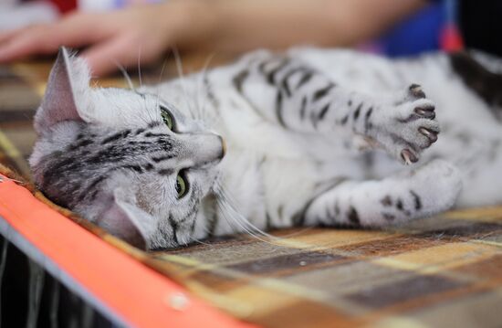 Cat exhibition Grand Prix Royal Canin in Moscow