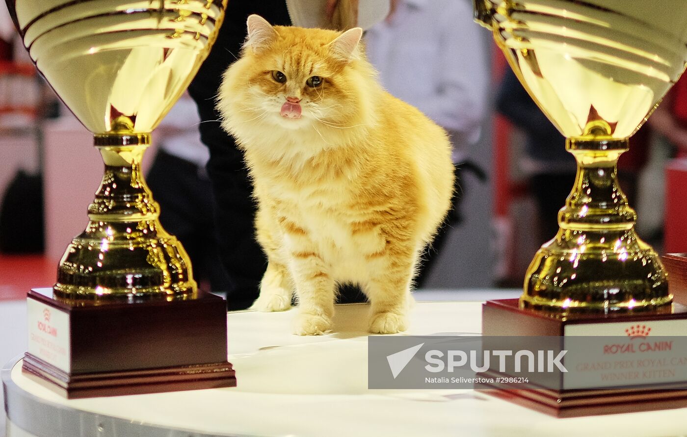 Cat exhibition Grand Prix Royal Canin in Moscow