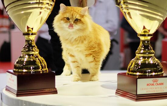 Cat exhibition Grand Prix Royal Canin in Moscow