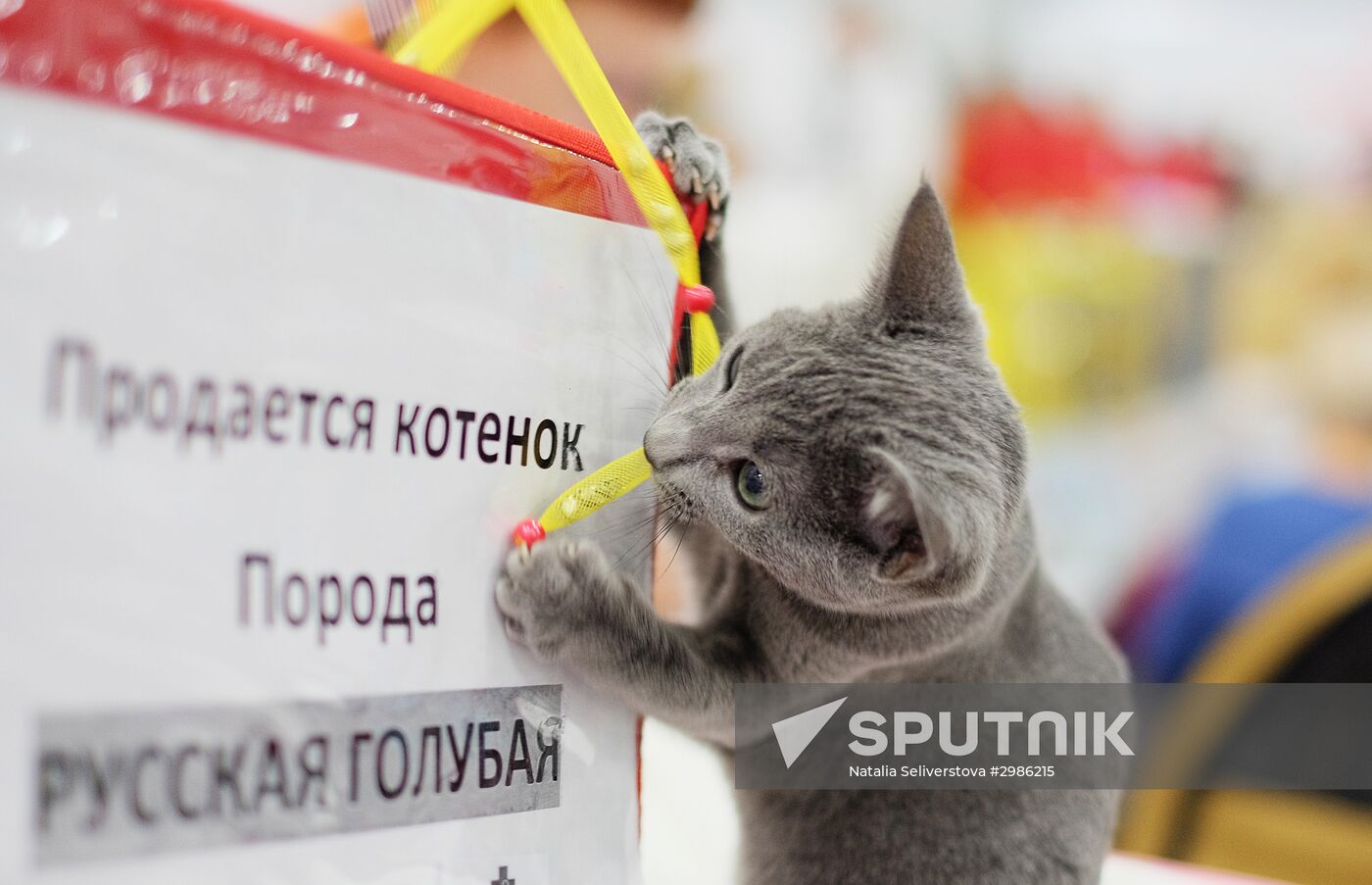 Cat exhibition Grand Prix Royal Canin in Moscow