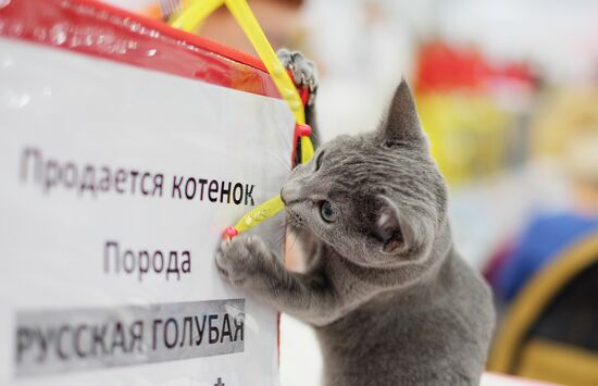 Cat exhibition Grand Prix Royal Canin in Moscow