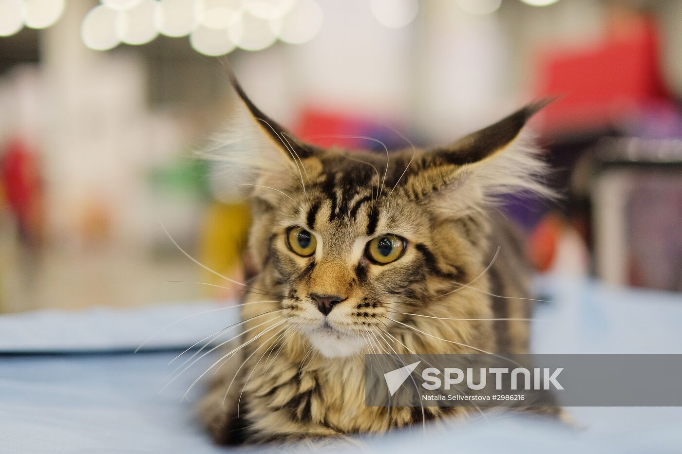 Cat exhibition Grand Prix Royal Canin in Moscow