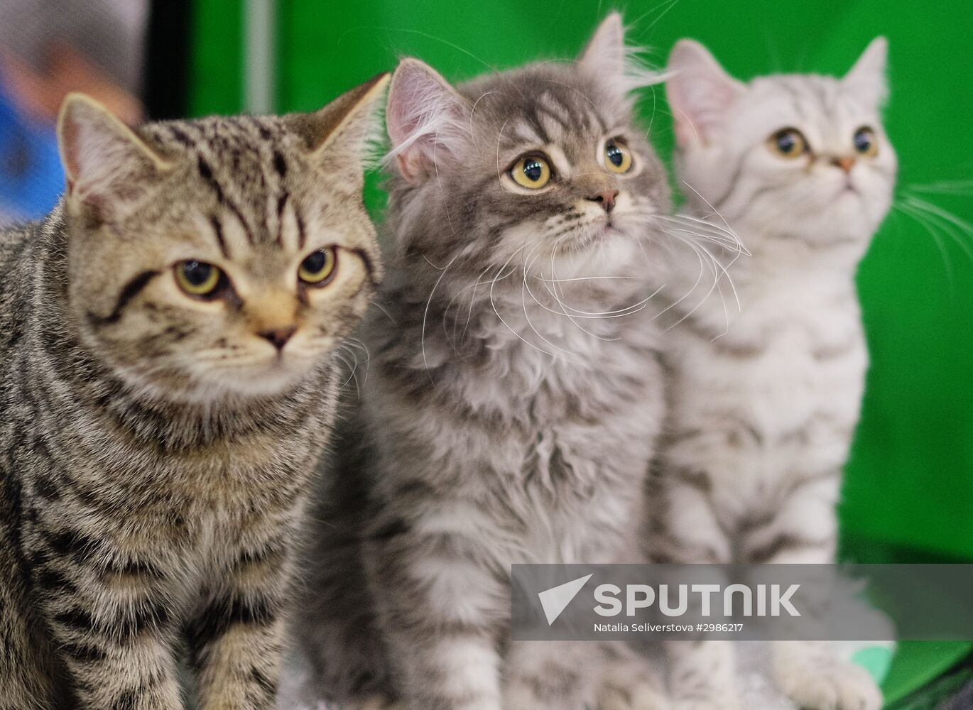 Cat exhibition Grand Prix Royal Canin in Moscow