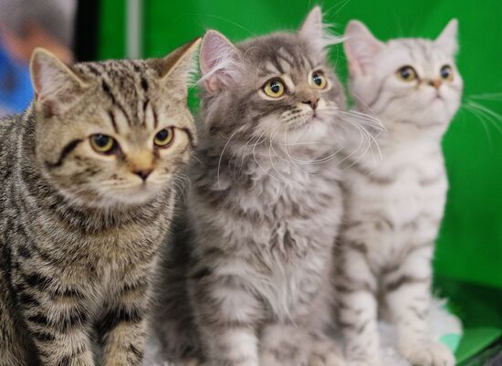 Cat exhibition Grand Prix Royal Canin in Moscow