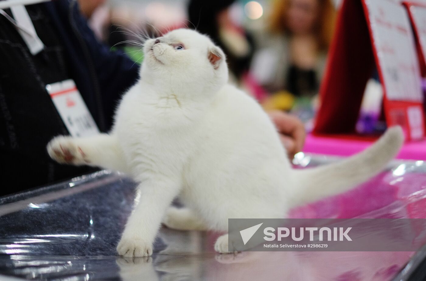 Cat exhibition Grand Prix Royal Canin in Moscow