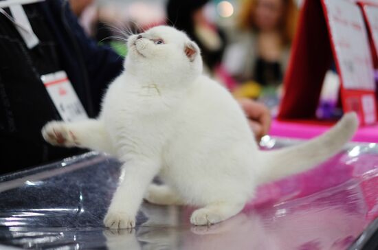 Cat exhibition Grand Prix Royal Canin in Moscow
