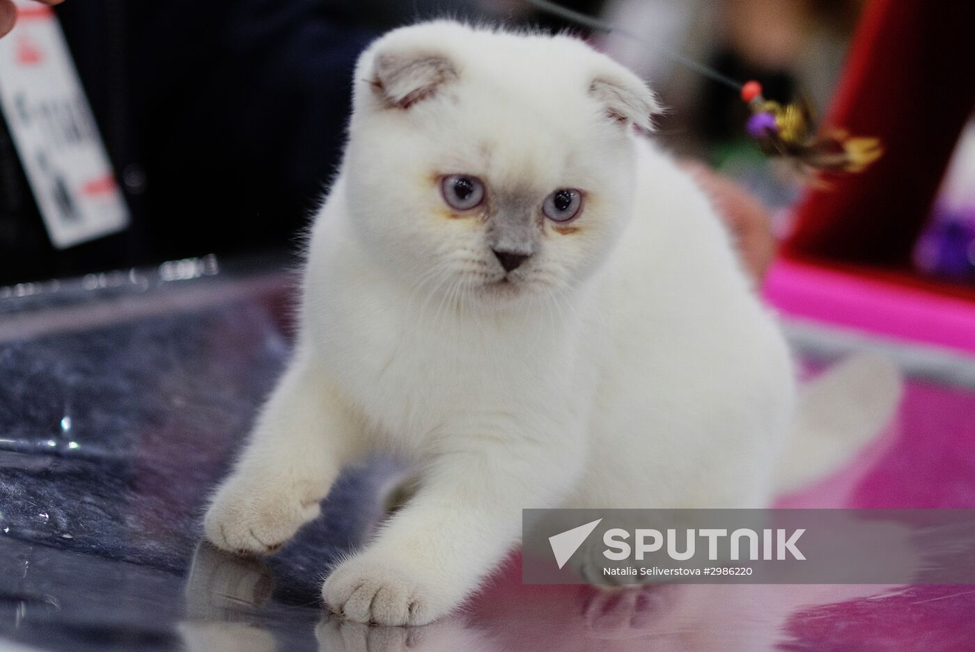 Cat exhibition Grand Prix Royal Canin in Moscow