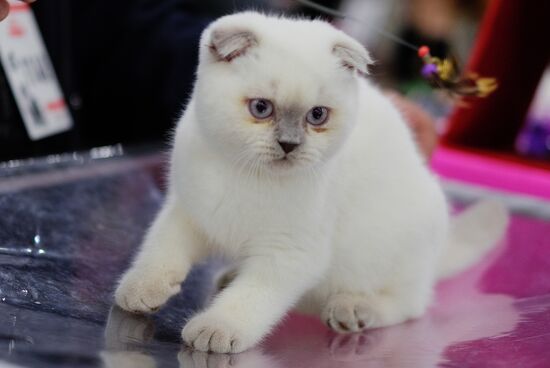 Cat exhibition Grand Prix Royal Canin in Moscow