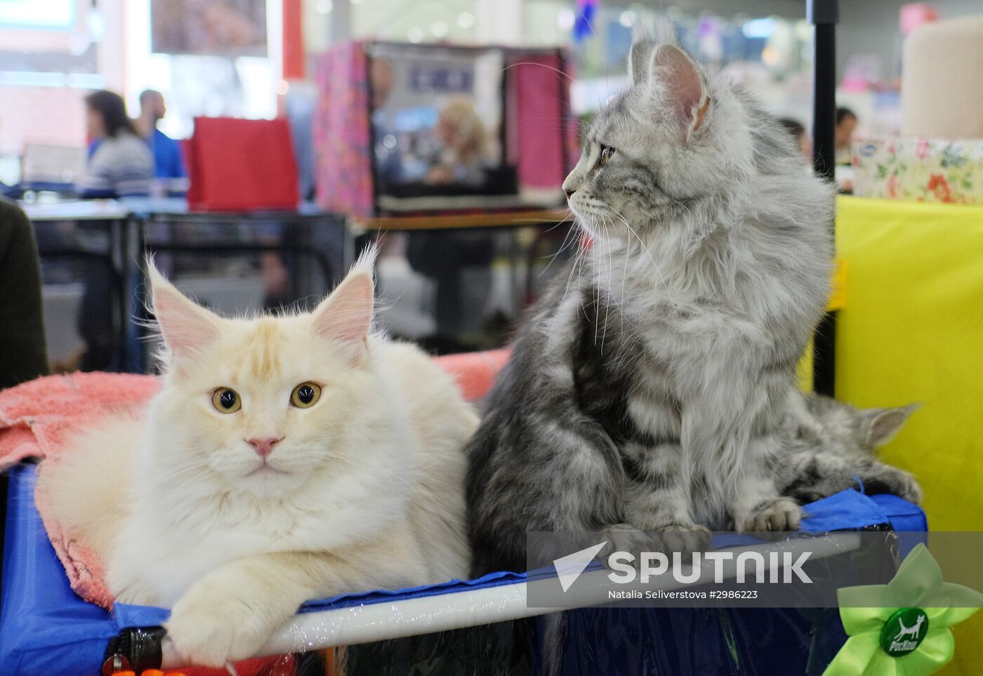 Grand Prix Royal Canin cat show in Moscow