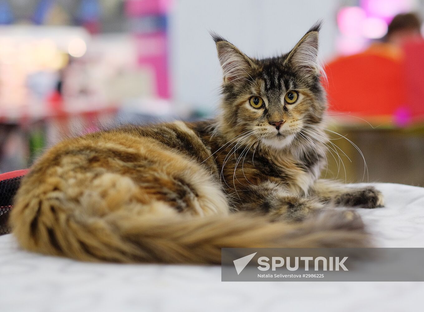 Grand Prix Royal Canin cat show in Moscow