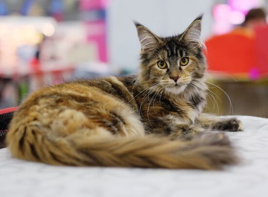 Grand Prix Royal Canin cat show in Moscow