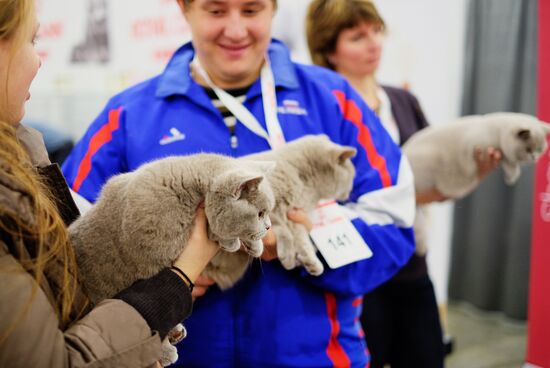 Grand Prix Royal Canin cat show in Moscow