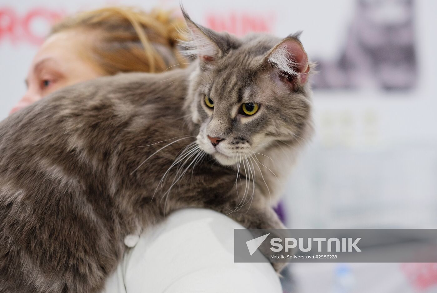 Grand Prix Royal Canin cat show in Moscow