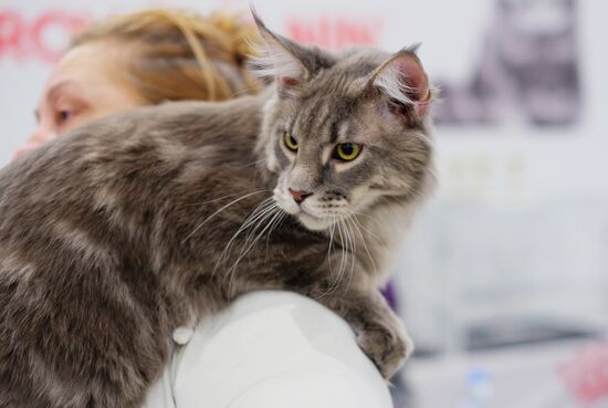 Grand Prix Royal Canin cat show in Moscow