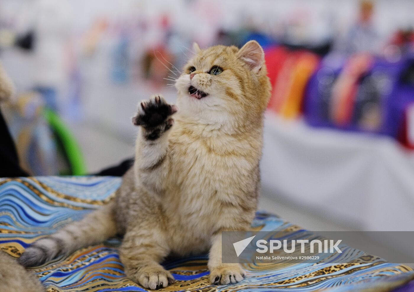 Grand Prix Royal Canin cat show in Moscow