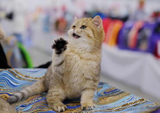 Grand Prix Royal Canin cat show in Moscow