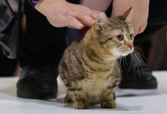 Grand Prix Royal Canin cat show in Moscow