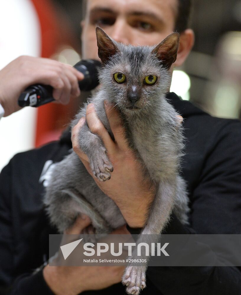 Cat exhibition Grand Prix Royal Canin in Moscow