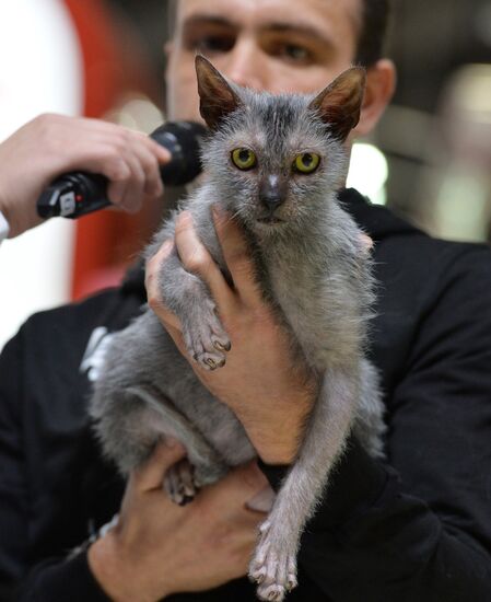 Cat exhibition Grand Prix Royal Canin in Moscow