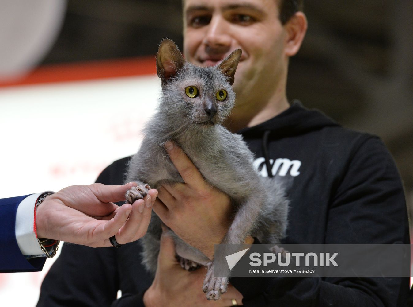 Grand Prix Royal Canin cat show in Moscow