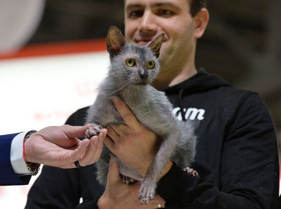 Grand Prix Royal Canin cat show in Moscow