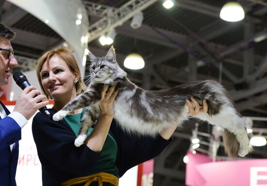 Grand Prix Royal Canin cat show in Moscow