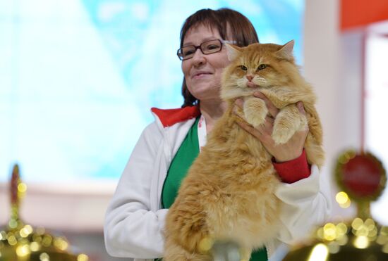 Grand Prix Royal Canin cat show in Moscow