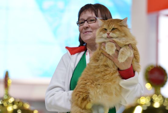 Grand Prix Royal Canin cat show in Moscow