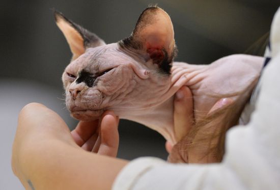 Grand Prix Royal Canin cat show in Moscow