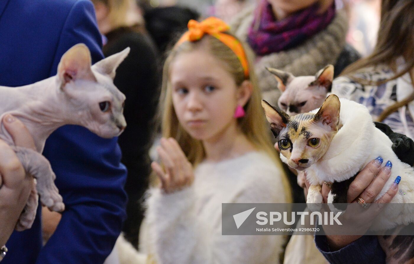 Grand Prix Royal Canin cat show in Moscow