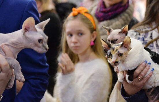 Grand Prix Royal Canin cat show in Moscow