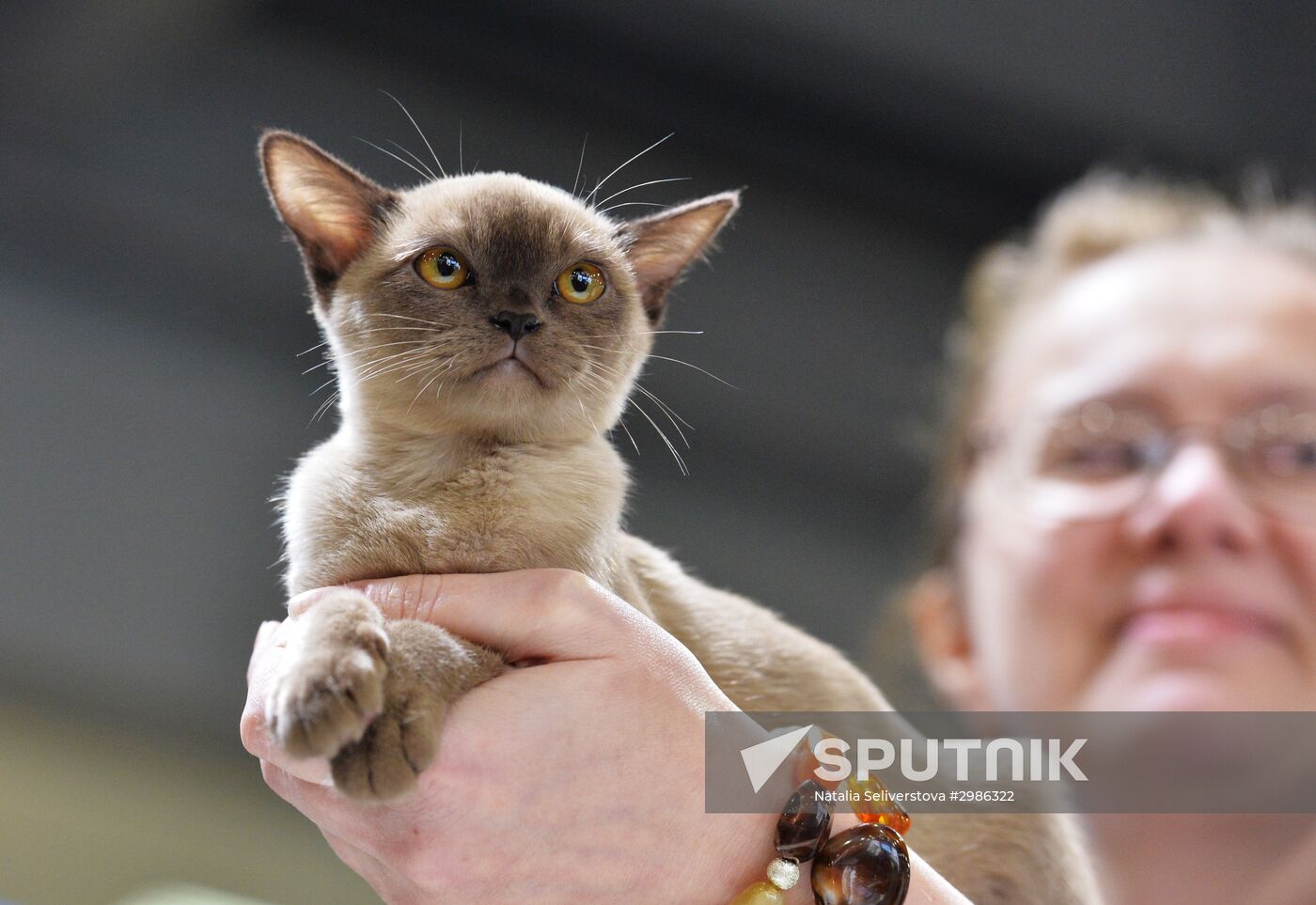 Grand Prix Royal Canin cat show in Moscow