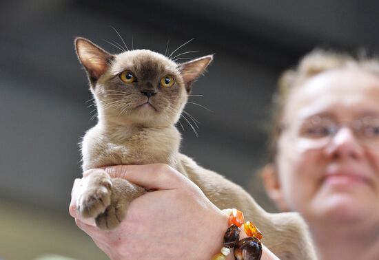 Grand Prix Royal Canin cat show in Moscow