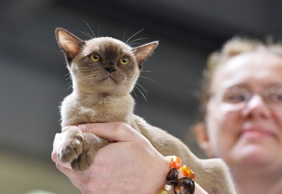 Grand Prix Royal Canin cat show in Moscow
