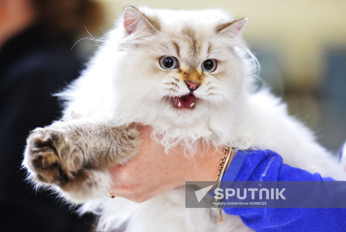 Grand Prix Royal Canin cat show in Moscow