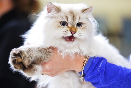 Grand Prix Royal Canin cat show in Moscow