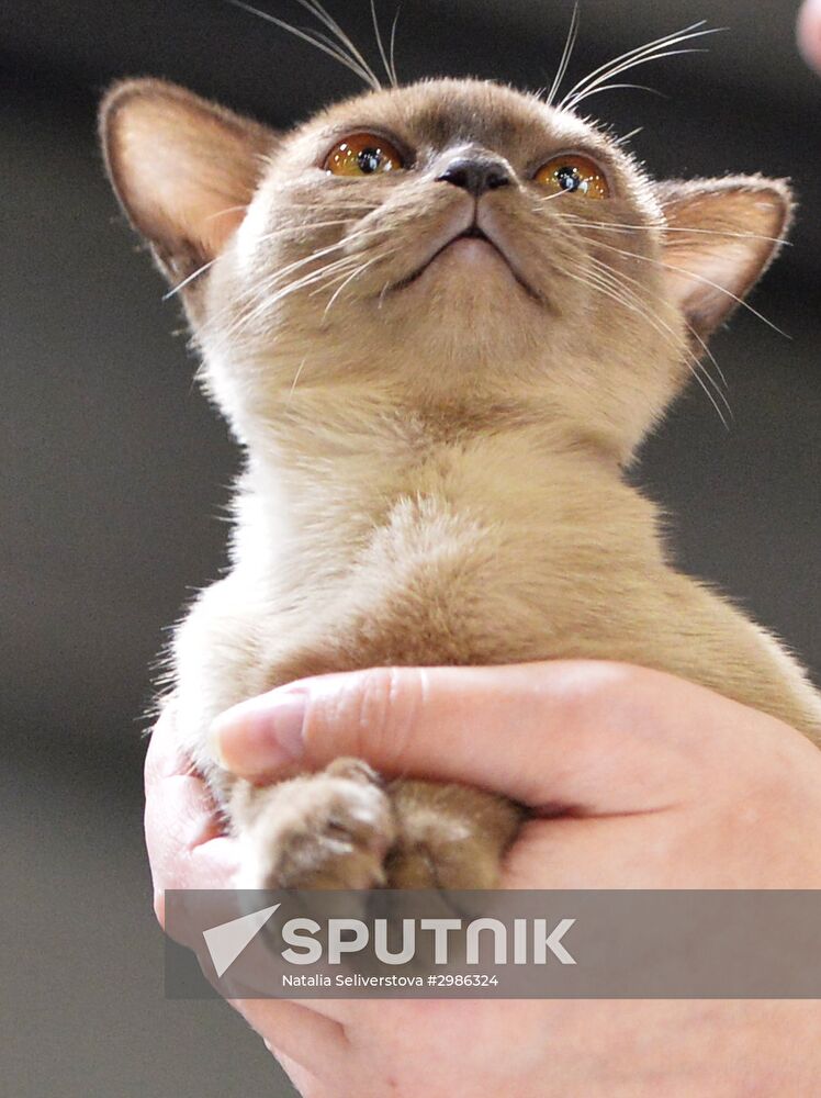 Grand Prix Royal Canin cat show in Moscow