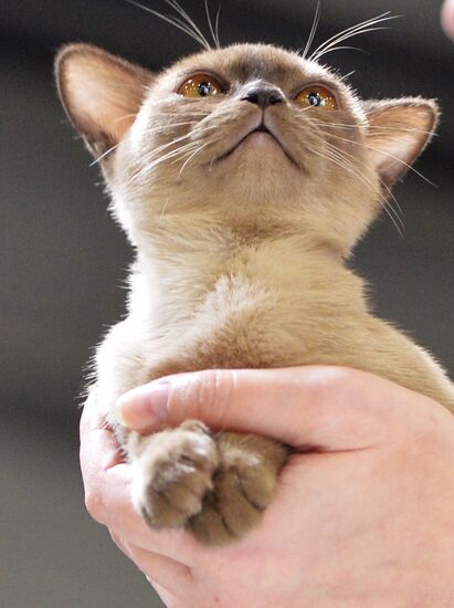 Grand Prix Royal Canin cat show in Moscow