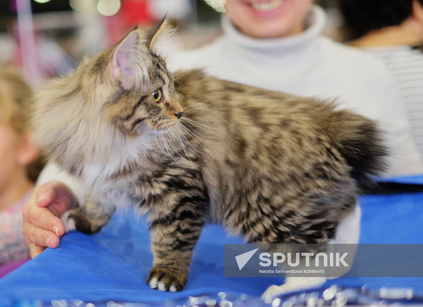 Grand Prix Royal Canin cat show in Moscow