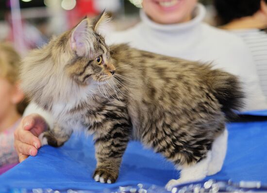 Grand Prix Royal Canin cat show in Moscow
