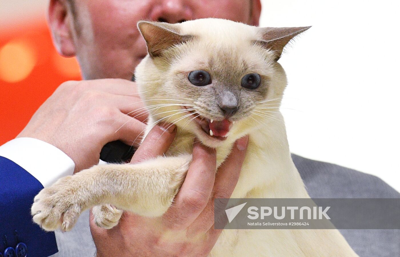 Grand Prix Royal Canin cat show in Moscow