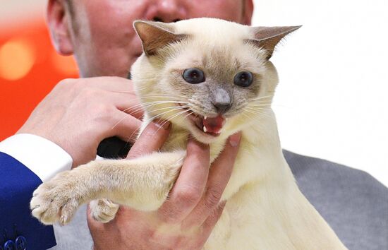 Grand Prix Royal Canin cat show in Moscow