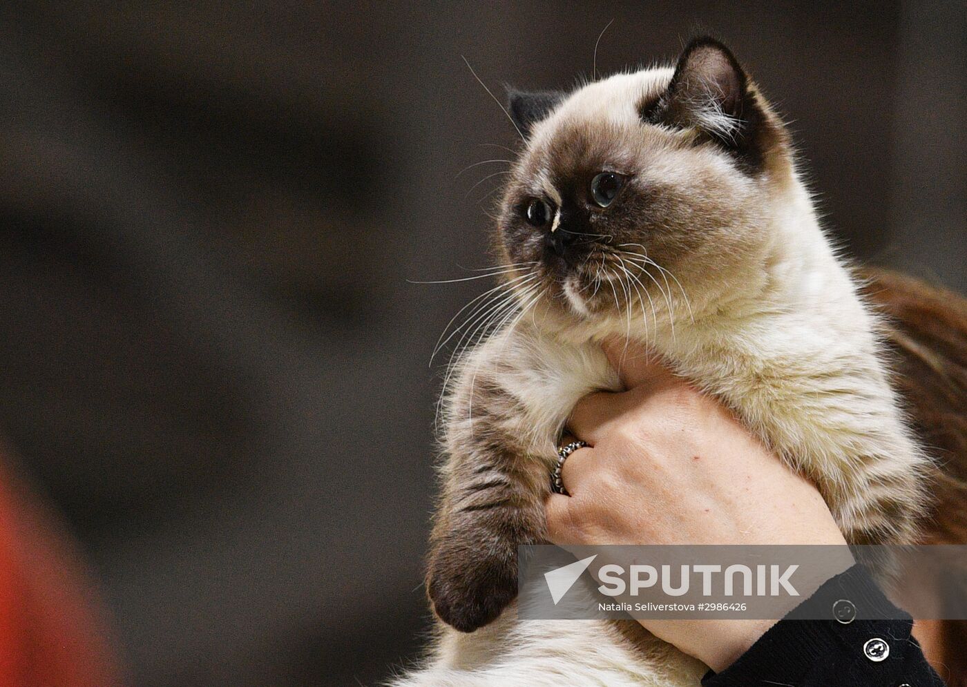 Cat exhibition Grand Prix Royal Canin in Moscow