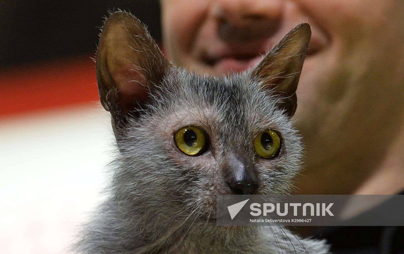 Grand Prix Royal Canin cat show in Moscow