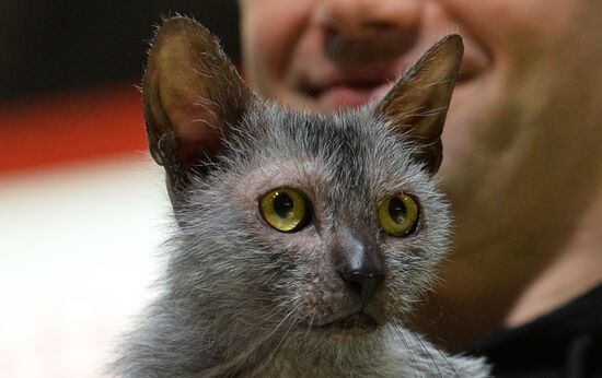 Grand Prix Royal Canin cat show in Moscow