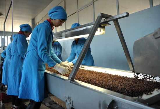 Samrin Trade dried fruit producer in Samarkand