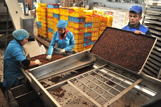 Samrin Trade dried fruit producer in Samarkand