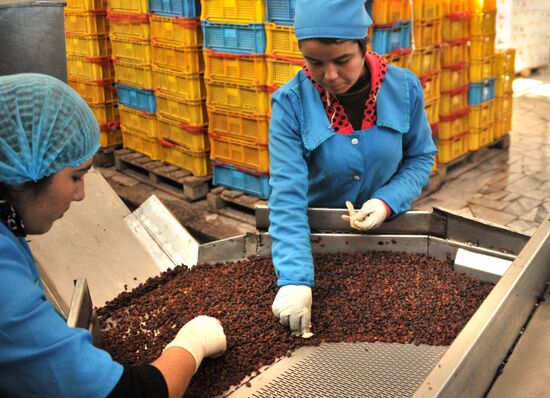 Samrin Trade dried fruit producer in Samarkand