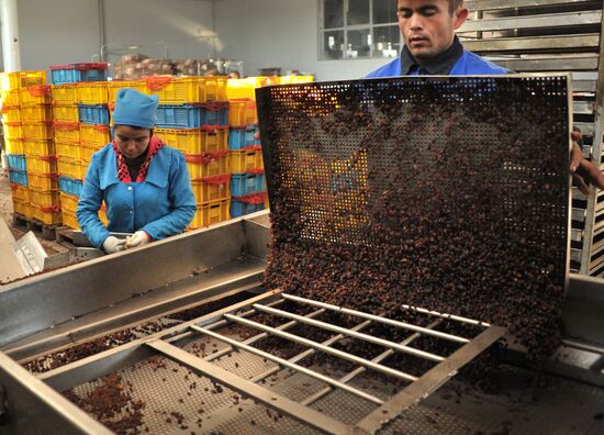 Samrin Trade dried fruit producer in Samarkand